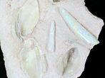 Opal Replaced Belemnite & Clam Fossils - Australia #21910-9